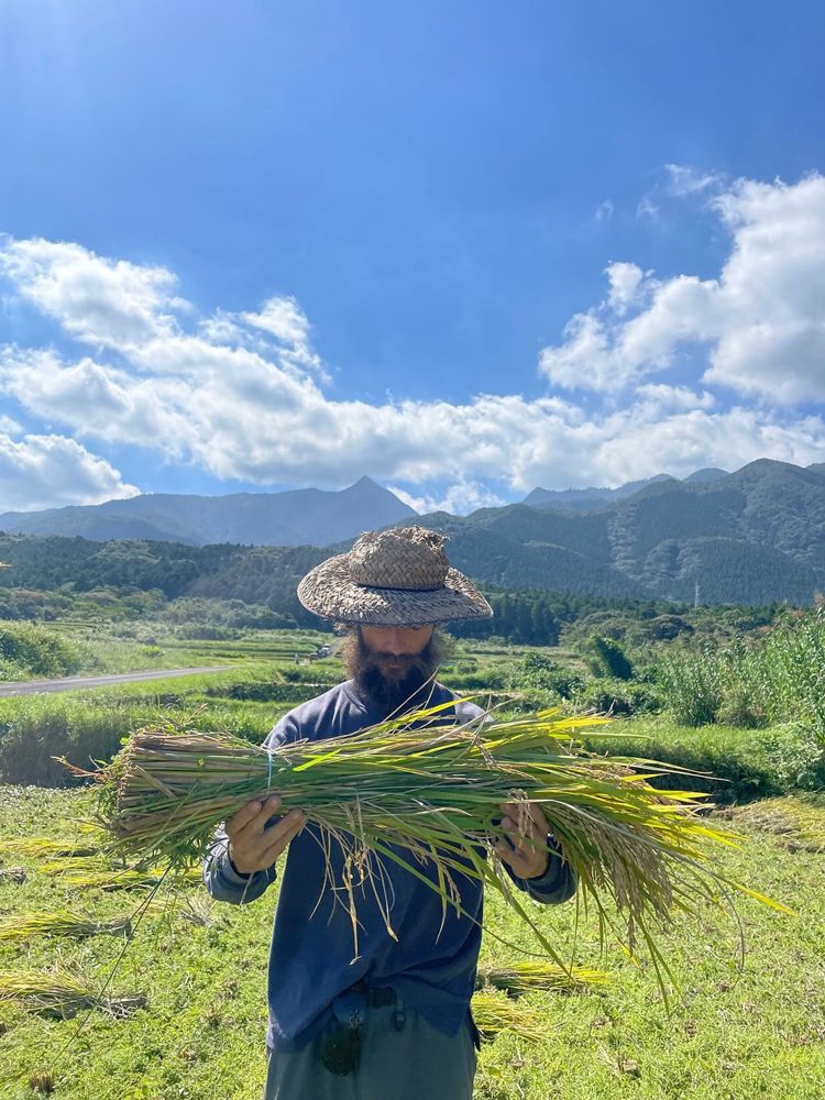Holding a bundle of harvested rice below the mountains