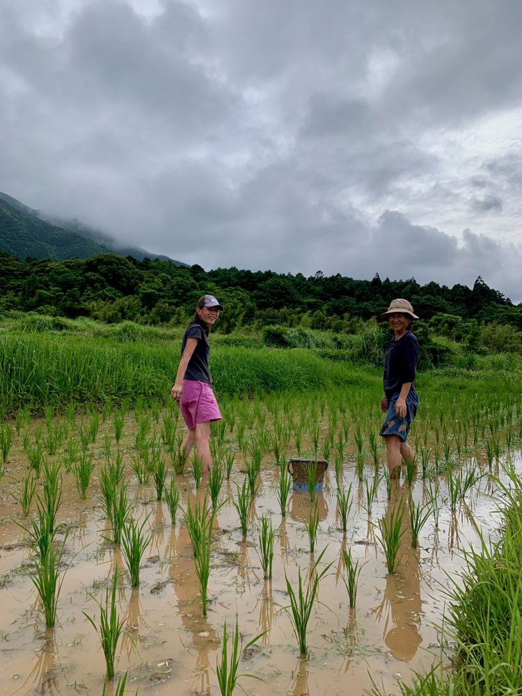 Planting rice seedlings in a flooded paddy