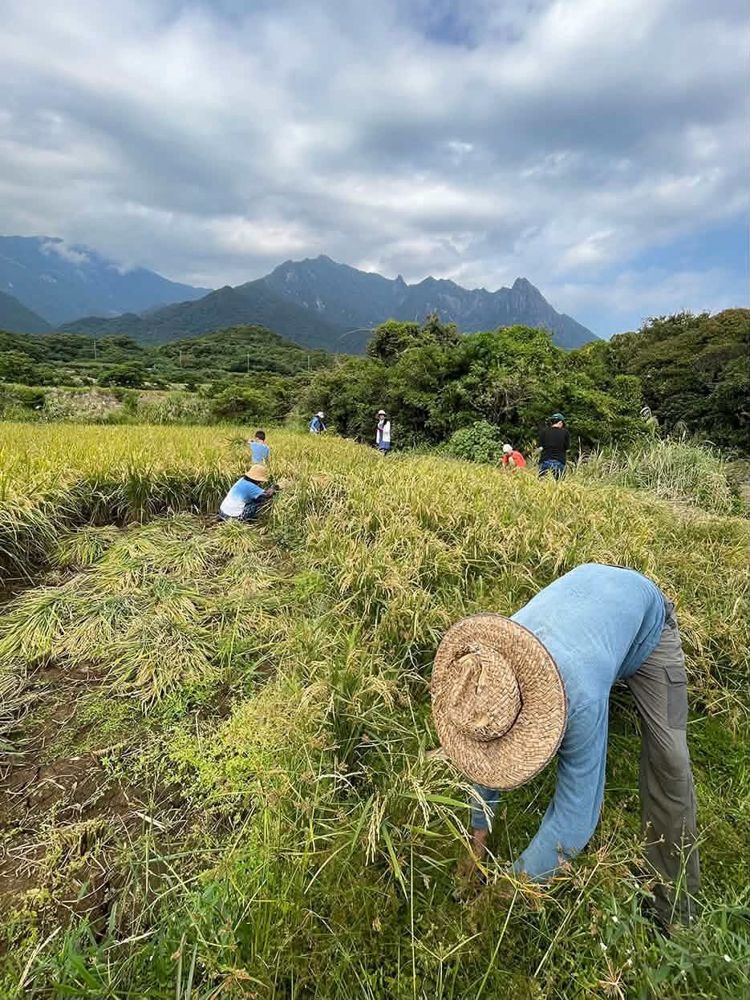 Harvesting rice by hand
