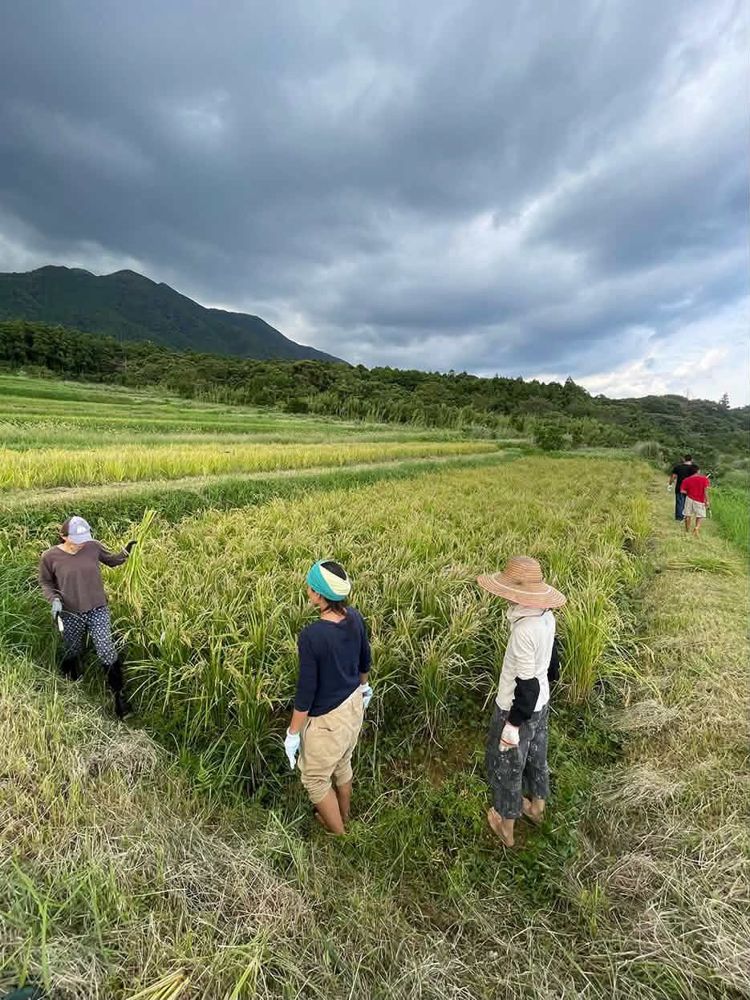 Guests harvesting in the paddy
